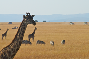 Giraffe