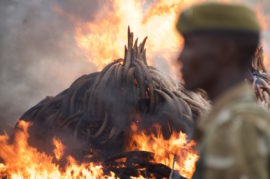 A KWS guard guarding the burning ivory in Nairobi National Park