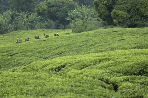 Picking tea in Chogoria, South Meru 